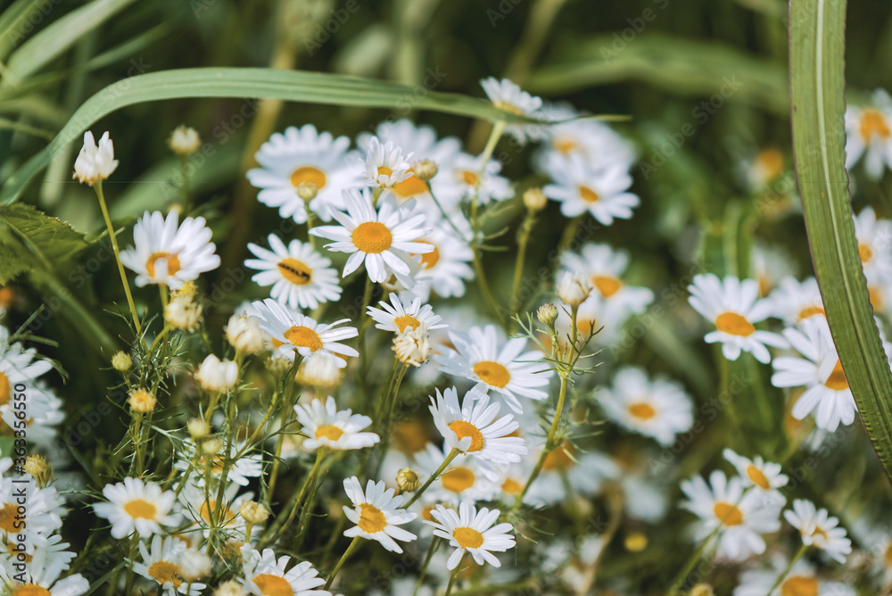 Full bloom of camomile or chamomile flowers. Daisy flower.