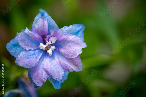 blue flower in the garden
