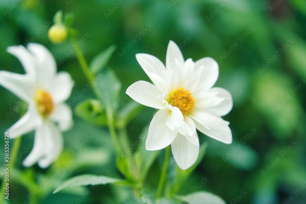 白い花びら、緑背景