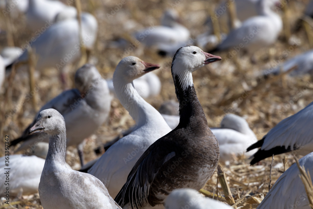 Blue morph adult snow goose has dark body and is distinctive in white snow geese flock