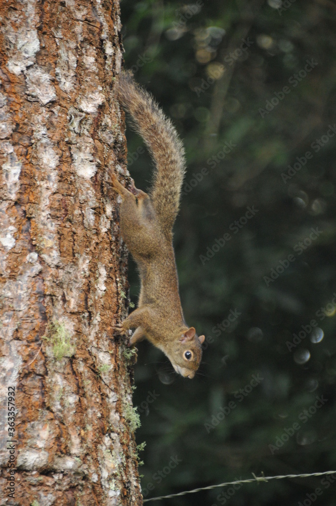 Little squirrel known in the South of Brazil as Serelepe - Sciurus ingrami.