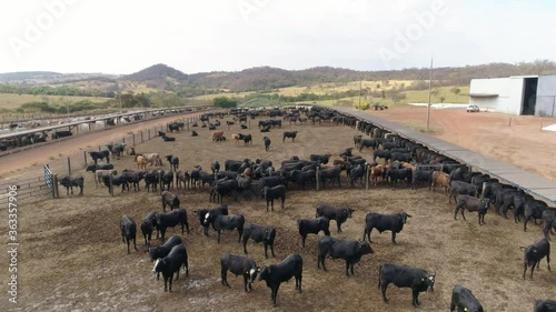 Aerial view of a confinement of Nellore and Angus cattle. Cattle feedlot farm in the Brazilian midwest. Livestock of beef cattle. photo