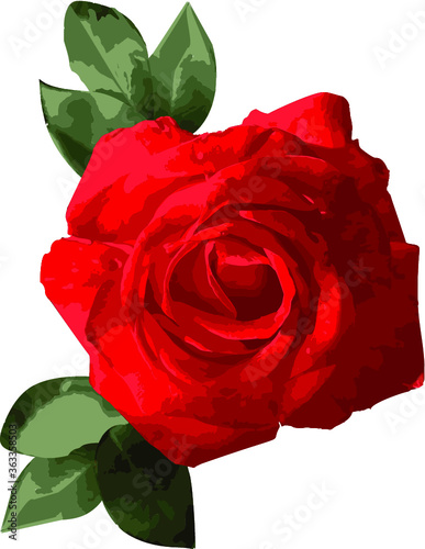 Red rose flower vector from foto isolated