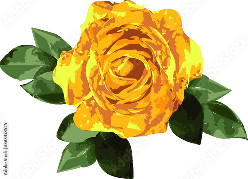 Yellow rose flower vector from foto isolated