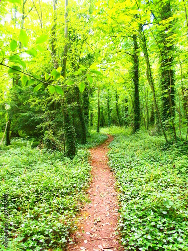 Views of forestry in England