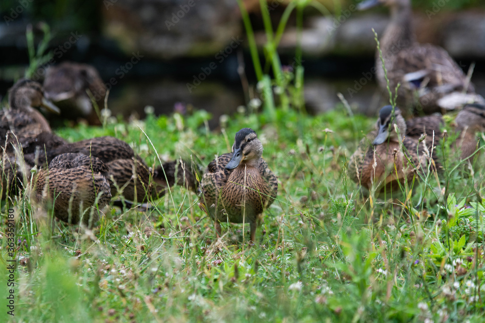 Adult female mallard duck and ducklings play about in and around a typical English pond during a wet summers day. Adult female mallard duck and ducklings play about in and around a typical English pond during a wet summers day.