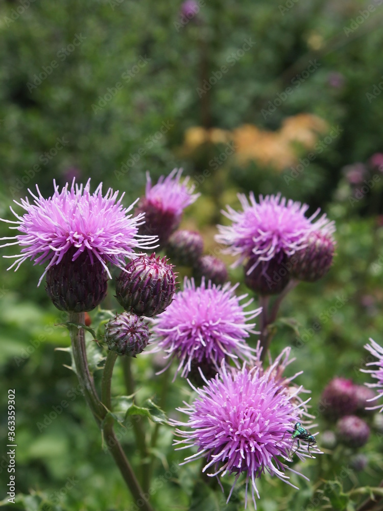 Summer flowers in bloom Summer flowers in bloom