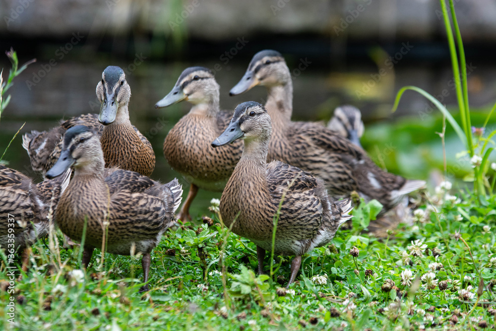 Adult female mallard duck and ducklings play about in and around a typical English pond during a wet summers day. Adult female mallard duck and ducklings play about in and around a typical English pond during a wet summers day.