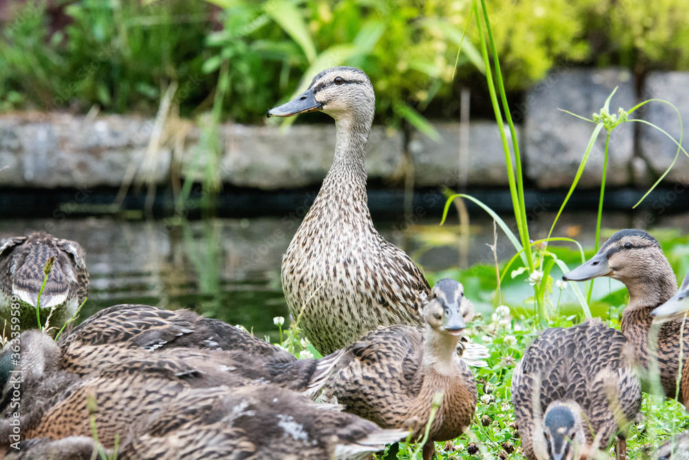 Fototapeta premium Adult female mallard duck and ducklings play about in and around a typical English pond during a wet summers day.