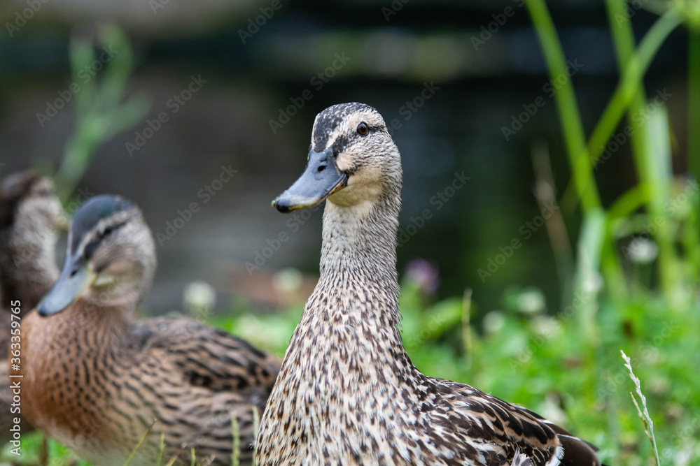 Adult female mallard duck and ducklings play about in and around a typical English pond during a wet summers day. Adult female mallard duck and ducklings play about in and around a typical English pond during a wet summers day.