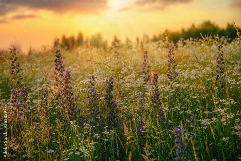 Field of flowers in the soft light of sunset. Summer sunset in a flowering field