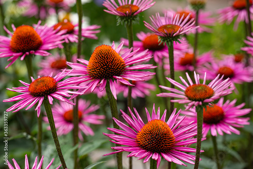 red and purple coneflowers  echinacea  in full bloom