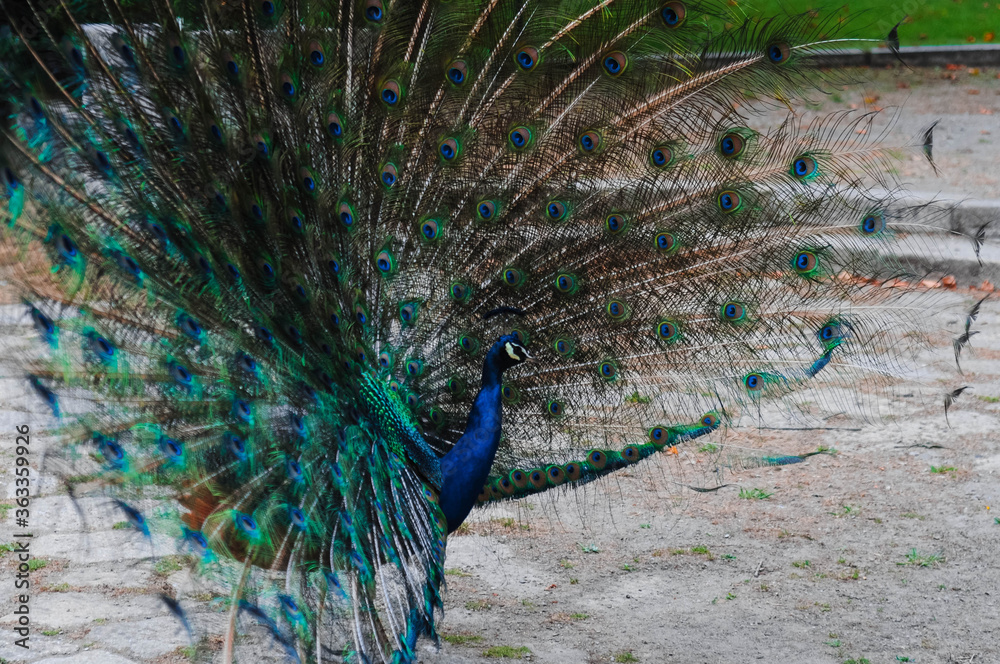 Obraz premium Blue peacock with bright colored tail 