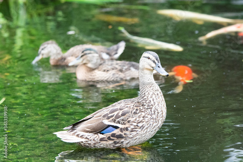 Adult female mallard duck and ducklings play about in and around a typical English pond during a wet summers day.
