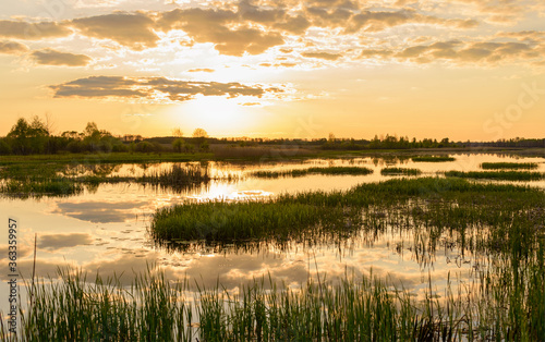 Beautiful evening and golden sunset over the lake. Beautiful sunset over the swamp. Bulrush on a blurry sunset background in golden rays