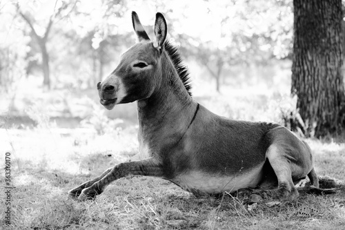 Mini donkey getting up from lying down on farm in black and white.