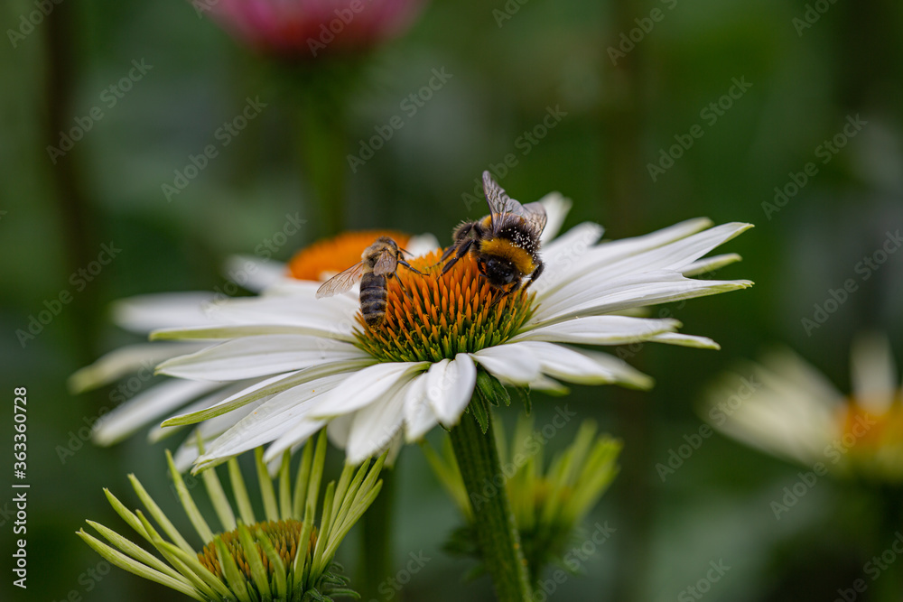 close-up of a white coneflower (echinacea) in full bloom with a bumblebee and a bee harvesting pollen close-up of a white coneflower (echinacea) in full bloom with a bumblebee and a bee harvesting pollen