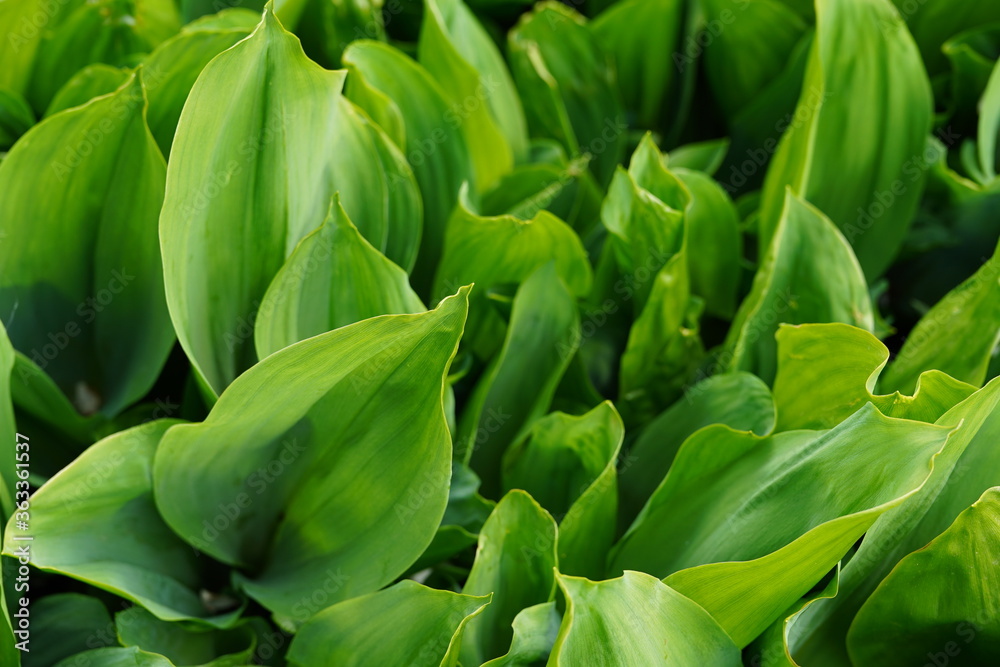 Texture of green leaves of plant. Background of herbaceous plant - Khosta. Concept of nature background for your text. Texture of green leaves of plant. Background of herbaceous plant - Khosta. Concept of nature background for your text.