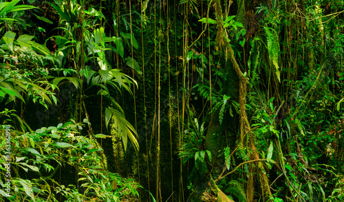 green jungle landscape in brazil photo