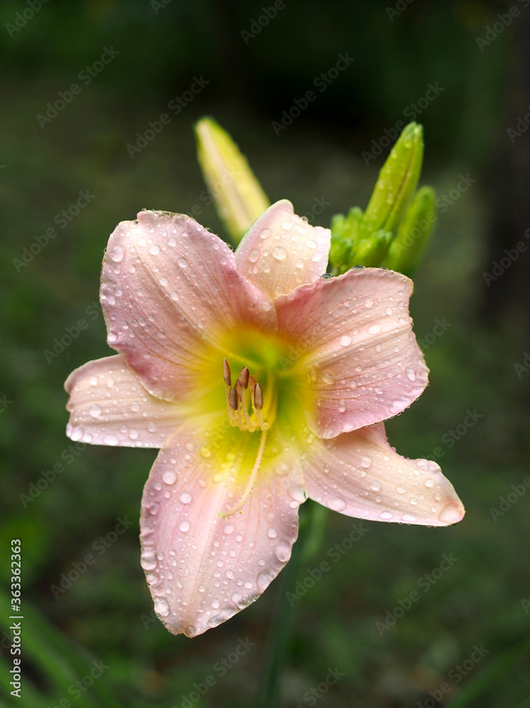 Beautiful flower daylily in dew drops Beautiful flower daylily in dew drops