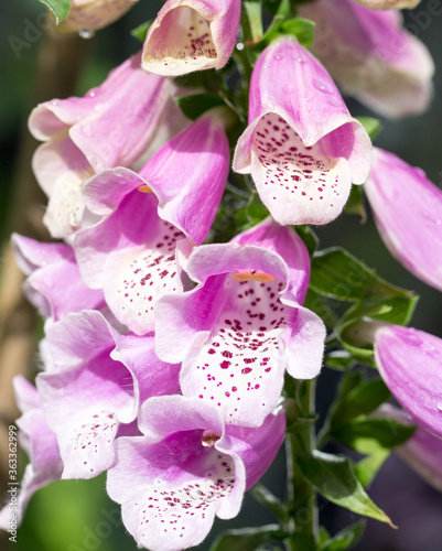 Spotted purple foxglove (digitalis) flower stem in full bloom photo