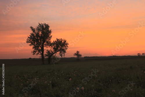 silhouette of trees at sunset