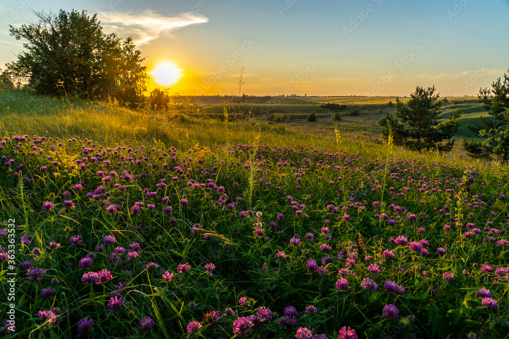 landscape, sunset over a meadow, ravine overgrown with flowers and herbs, hot summer evening