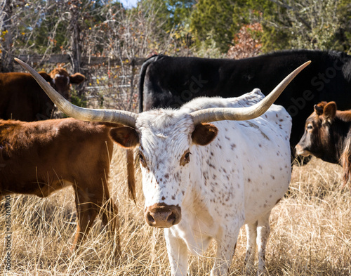 a Texas Longhorn csteer in a p;asture near Weatherford Texas. photo