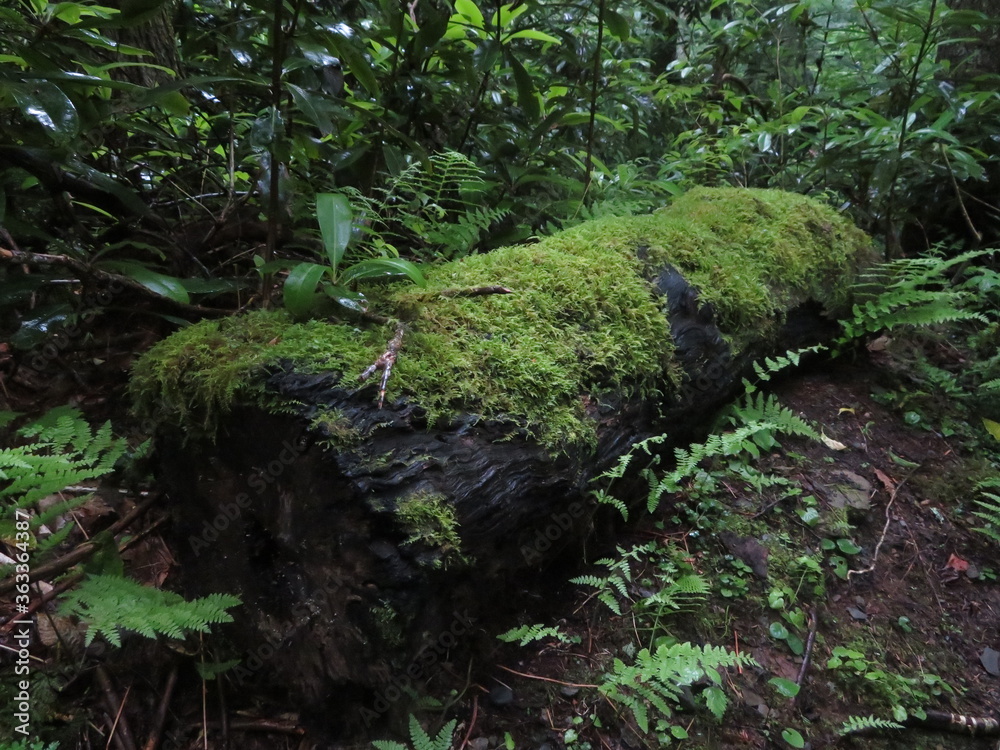 Fototapeta premium Fallen Log