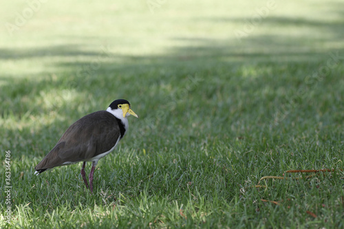 Masked Lapwing  Vanellus miles  on grass