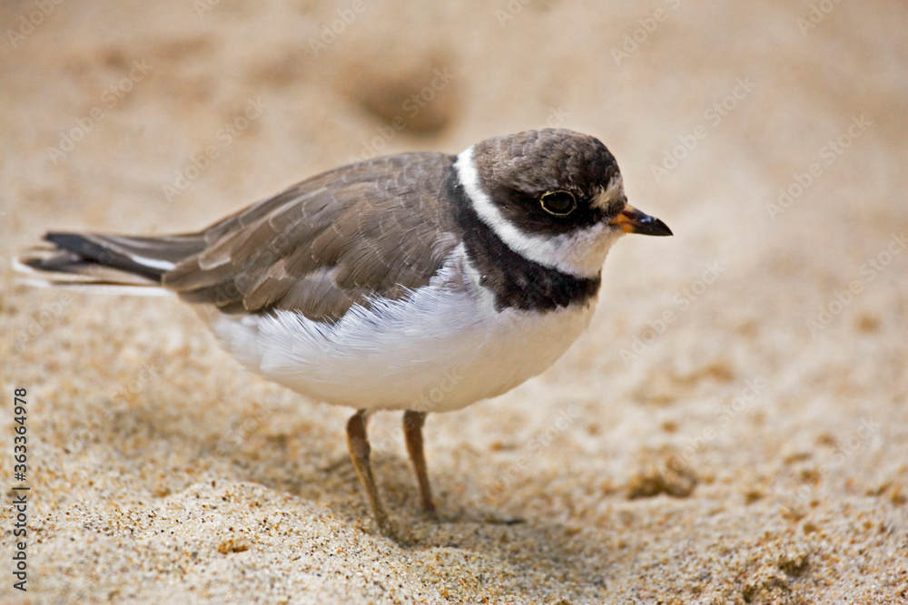 Semipalmated Plover, Charadrius semipalmatus, close up Semipalmated Plover, Charadrius semipalmatus, close up