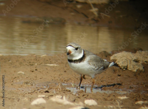 Piping Plover, Charadrius melodus, by pond photo