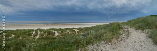 Fototapeta Naklejka Na Ścianę i Meble -  sandy way in the dunes at the beach of Blåvand (Denmark) surrounded by green beach grass against a dramatic grey sky caused by a catching up thunderstorm
