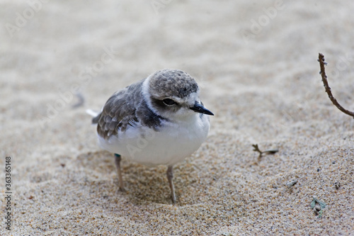 Snowy Plover, Charadrius nivosus, on sand photo