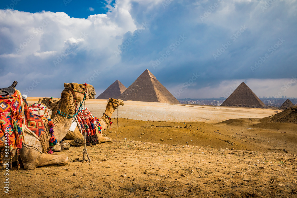A pair of colorful blanketed camels rest before their next riders at the Giza Pyramids - obrazy, fototapety, plakaty 
