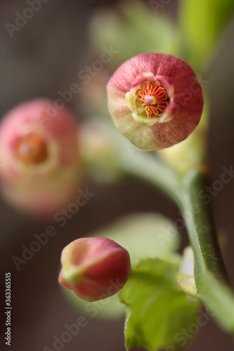 Flowering common bilberry or blue whortleberry