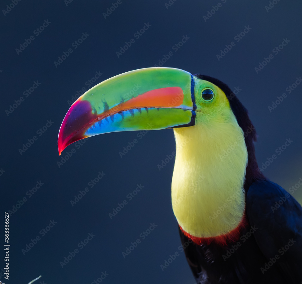 Obraz premium Brightly colored keel-billed toucan of Costa Rica