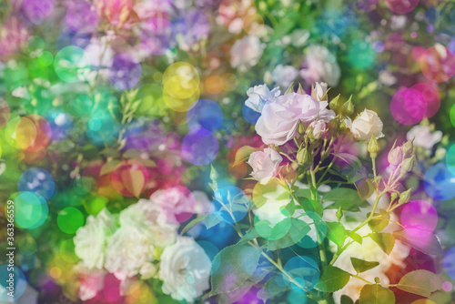 Blossom flowers bokeh- background header rose. Selective focus- soft lights pattern. Abstract defocused nature © Digital Photo