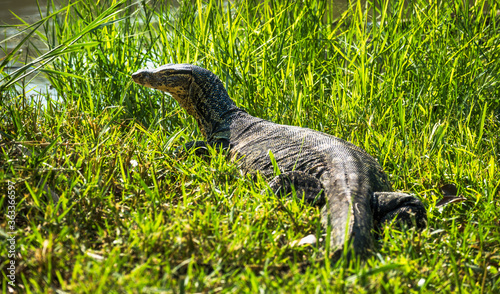 Large Monitor Lizard - Varane on the Grass near Riverbank © kaycco