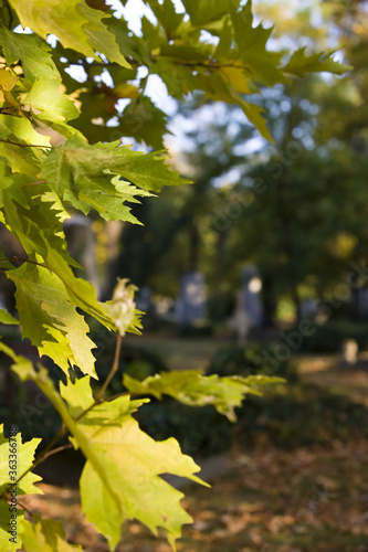 yellow maple leaves