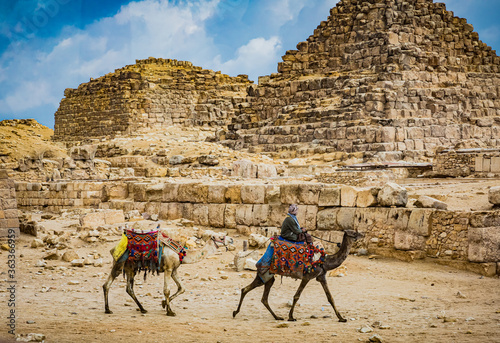 Camel shepard heads for home at the end of the day in Giza, Cairo photo