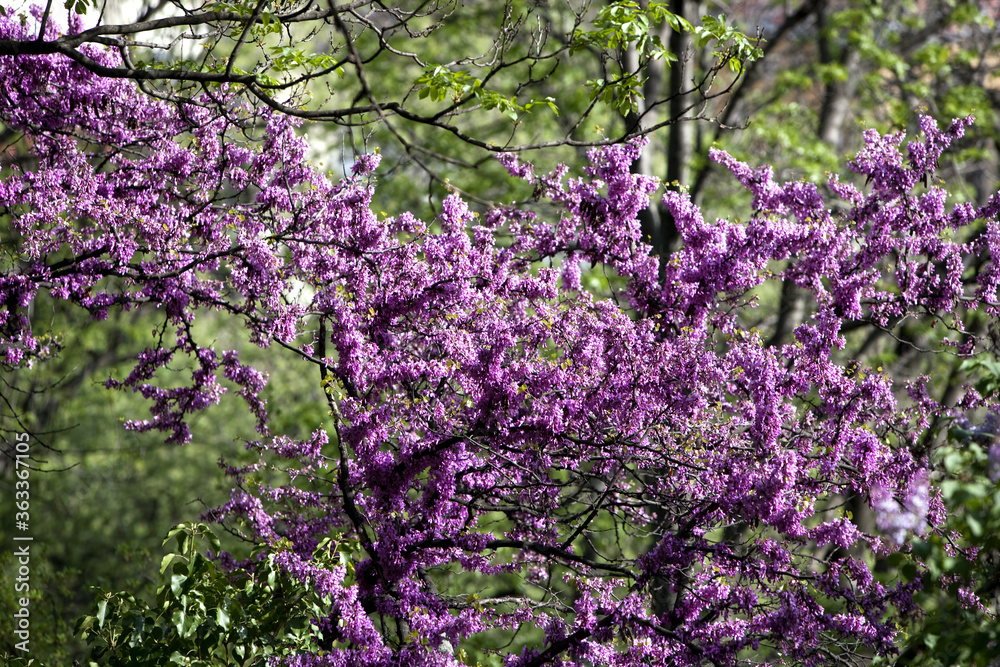 lilac flowers in spring