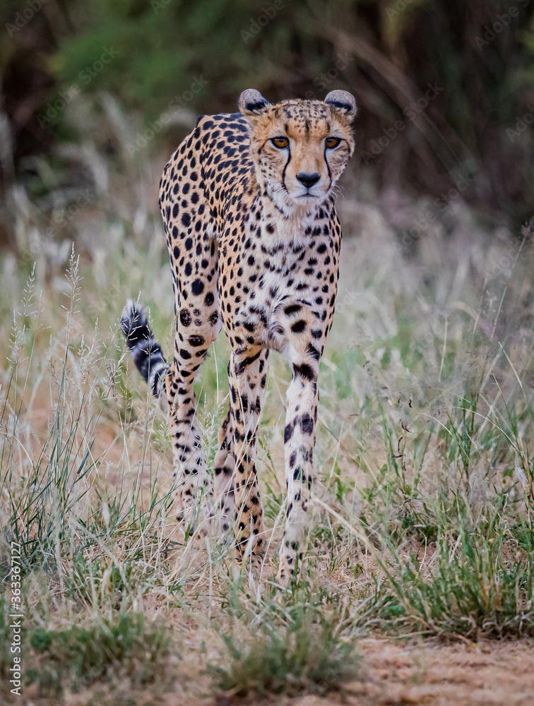 Cheetah in Kenya, desperately looking for food Cheetah in Kenya, desperately looking for food