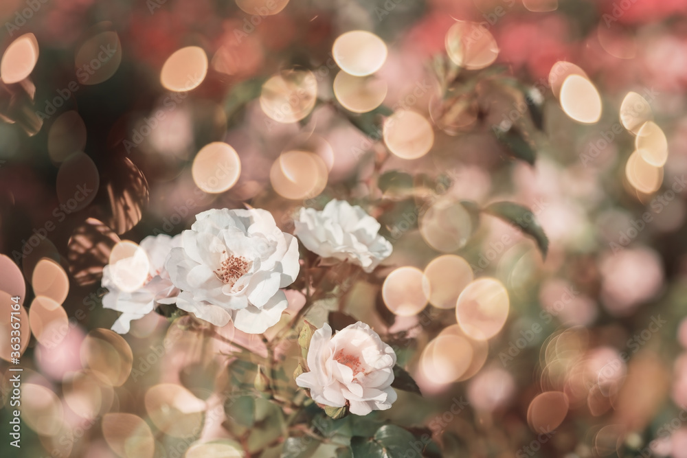 Blossom flowers bokeh- background header rose. Selective focus- soft lights pattern. Abstract defocused nature Blossom flowers bokeh- background header rose. Selective focus- soft lights pattern. Abstract defocused nature