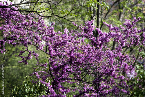 lilac flowers in spring