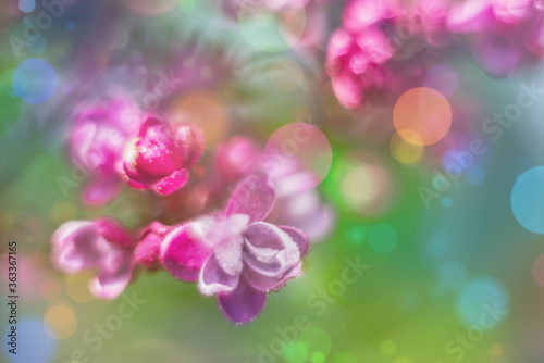 Lilac blossom- background bokeh flower