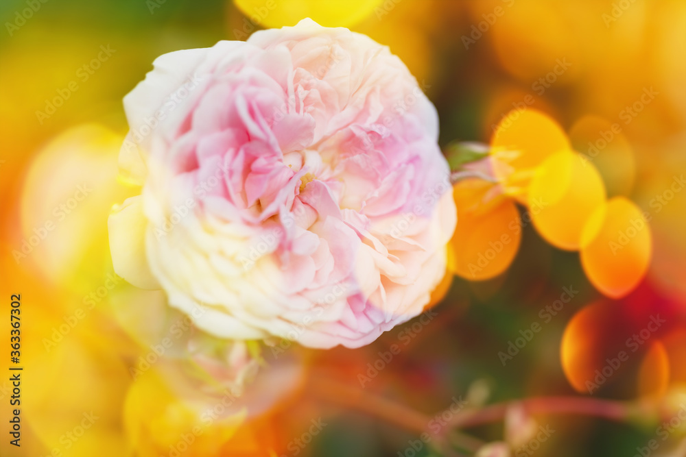 Blossom flowers bokeh- background header rose. Selective focus- soft lights pattern. Abstract defocused nature Blossom flowers bokeh- background header rose. Selective focus- soft lights pattern. Abstract defocused nature