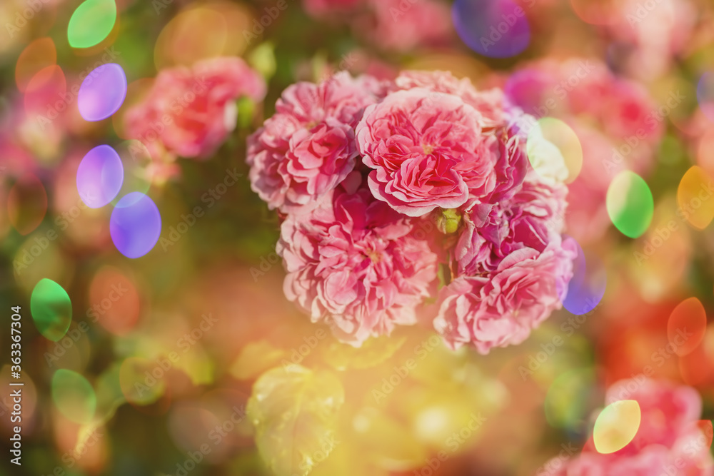 Blossom flowers bokeh- background header rose. Selective focus- soft lights pattern. Abstract defocused nature Blossom flowers bokeh- background header rose. Selective focus- soft lights pattern. Abstract defocused nature