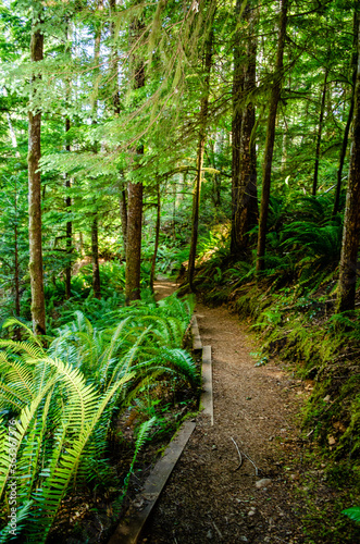 Horne Lake Caves Loop Trail
A wooland footpath leads 1km uphill taking switchback after switchback to the top of a ridge photo