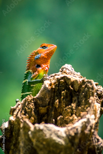 Close-up of an isolated orange and green lizard on a tree stump. Ella, Sri Lanka. blurred jungle in the background